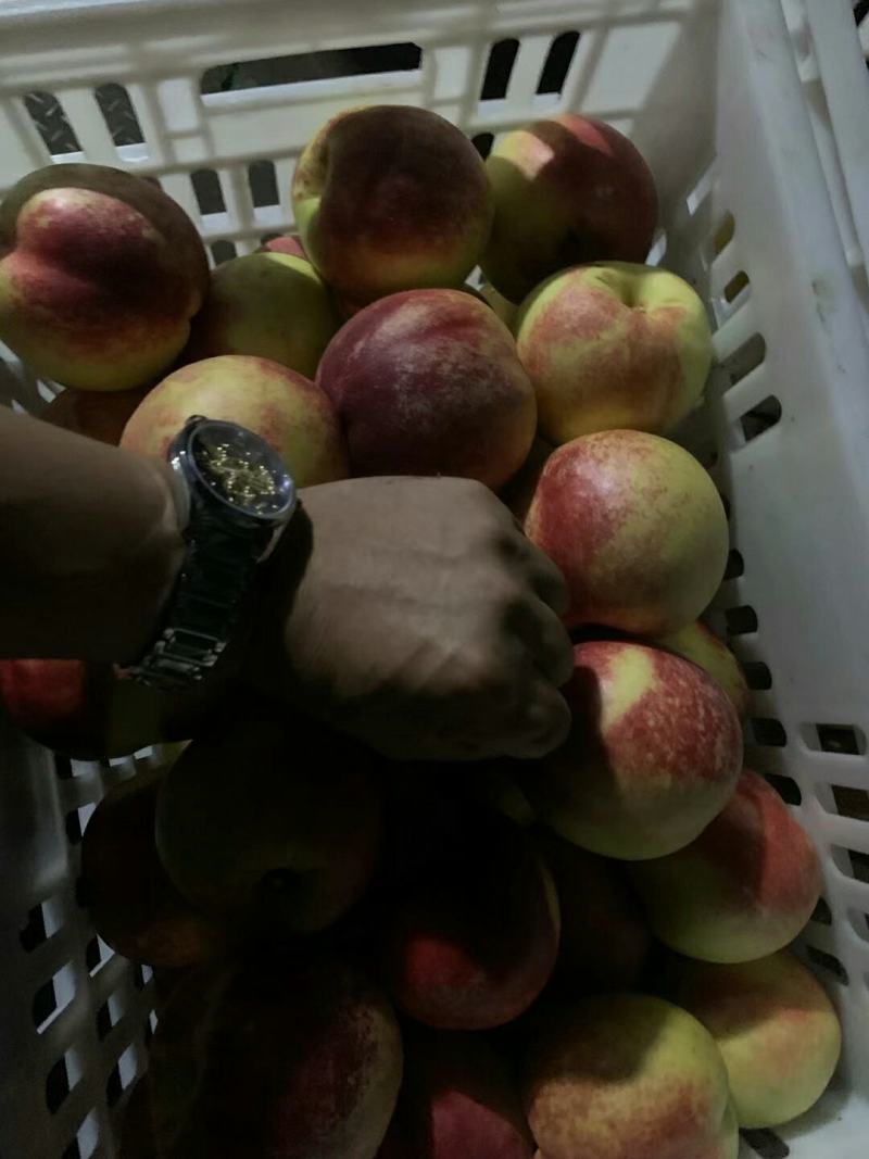 各品种苹果大量低价出售