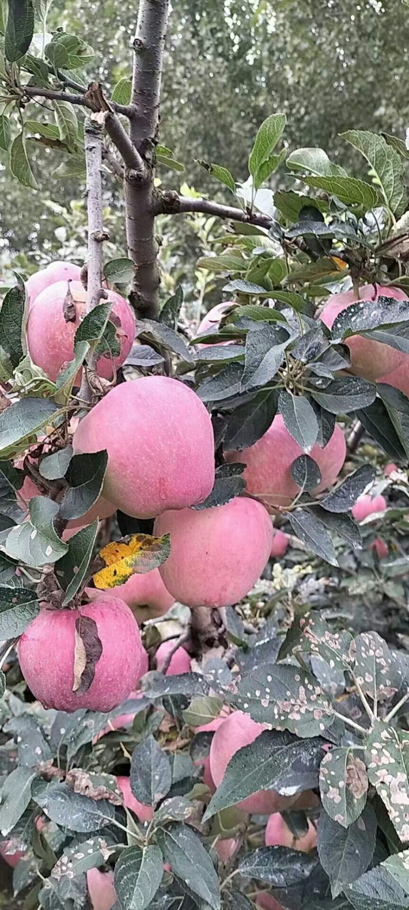 各品种苹果大量低价出售