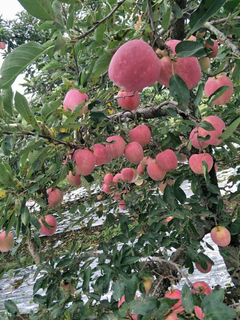 各品种苹果大量低价出售