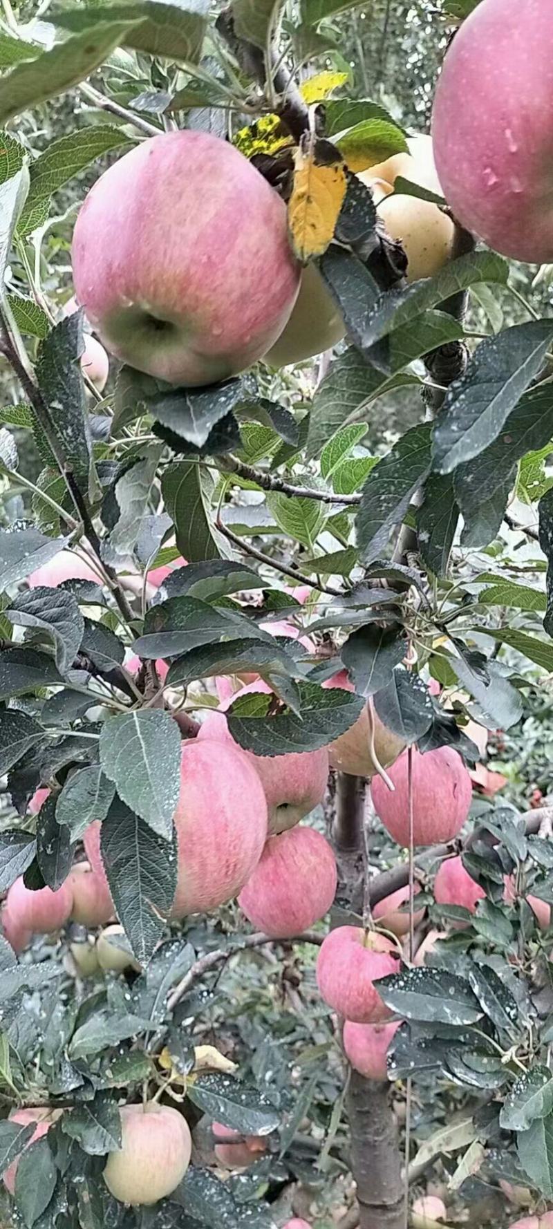 各品种苹果大量低价出售