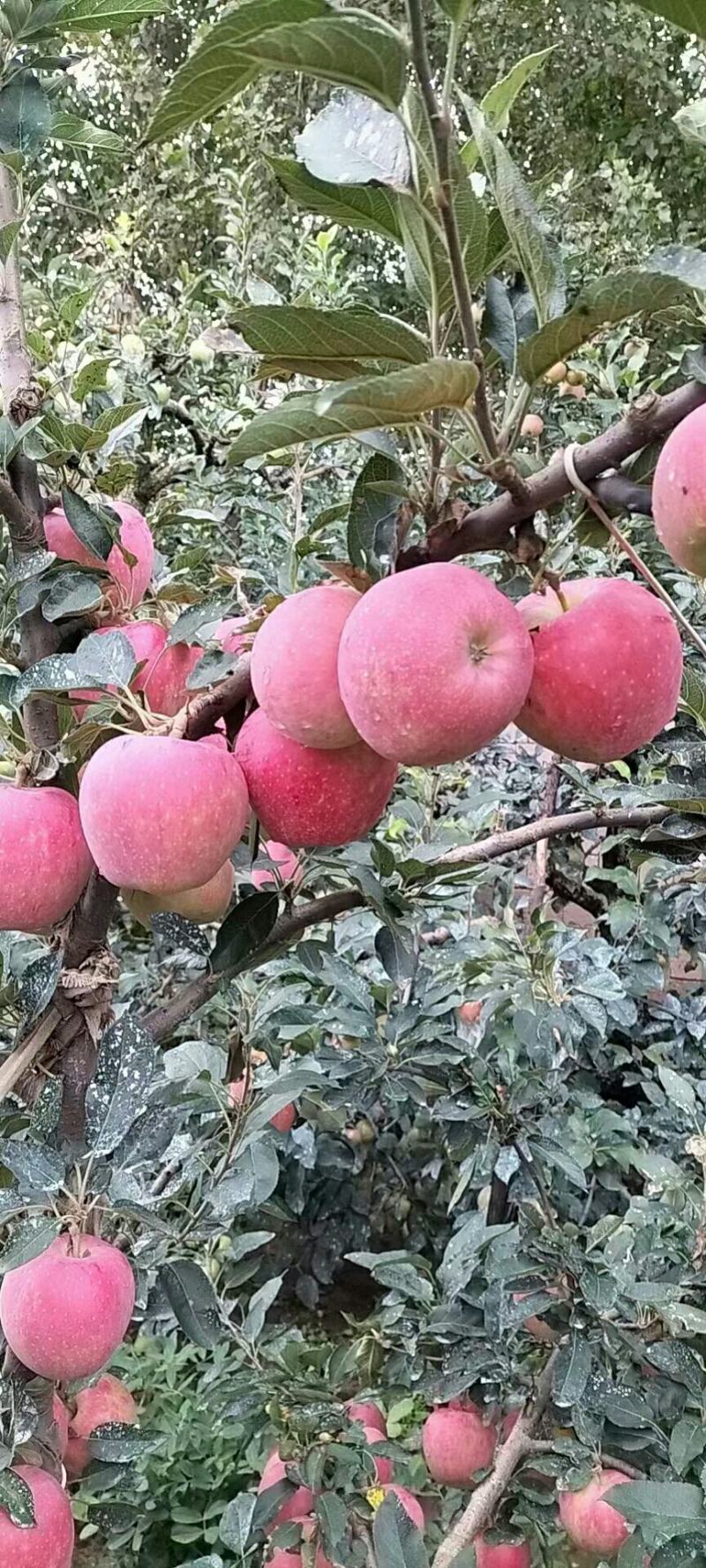 各品种苹果大量低价出售