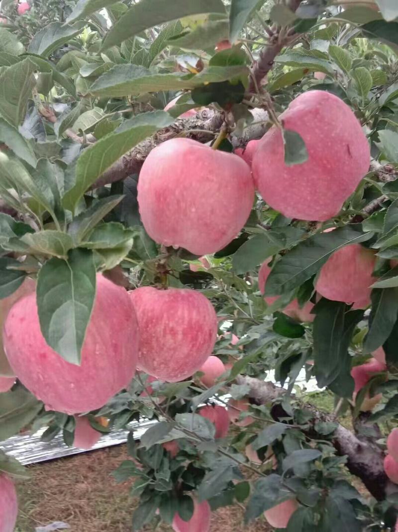 各品种苹果大量低价出售