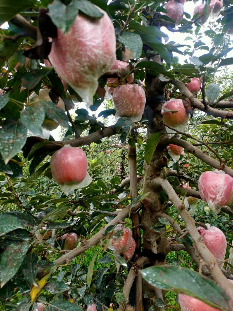 各品种苹果大量低价出售
