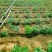 滴灌喷灌内镶圆柱滴灌管优选原料新型生产线