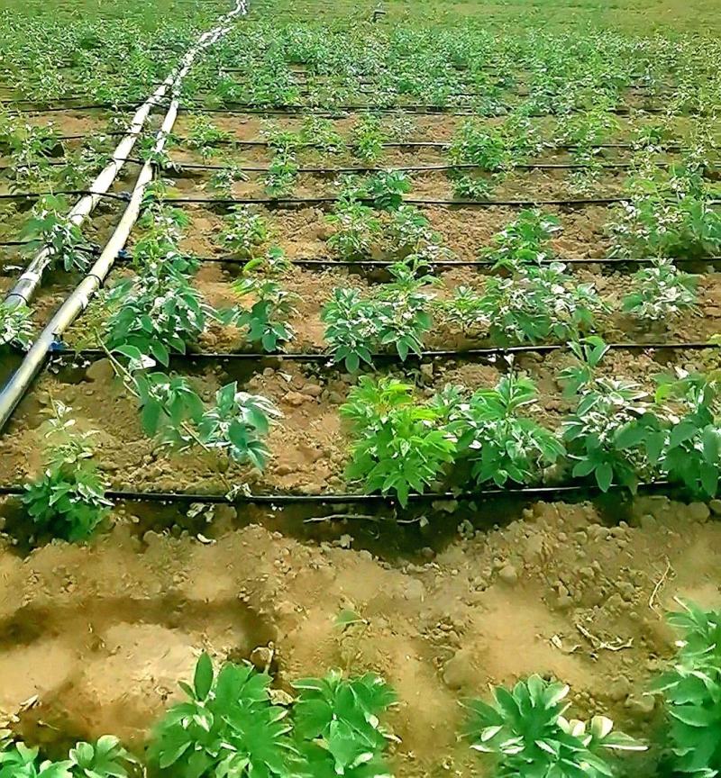 滴灌喷灌内镶圆柱滴灌管优选原料新型生产线