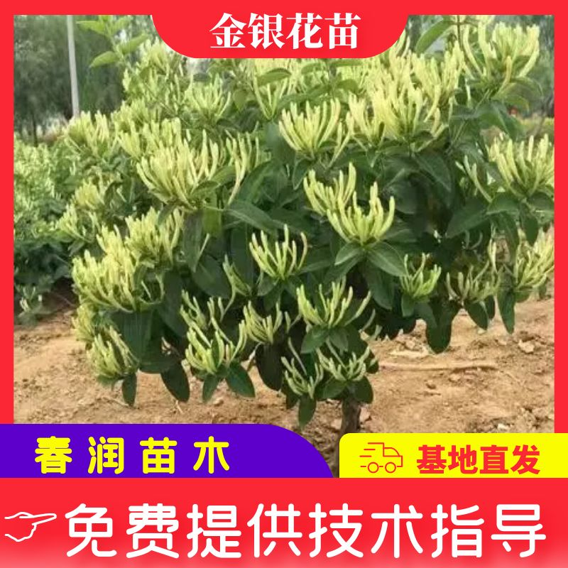 金银花苗包回收包技术高药效可以签合同，死苗补发