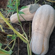 蜜本南瓜