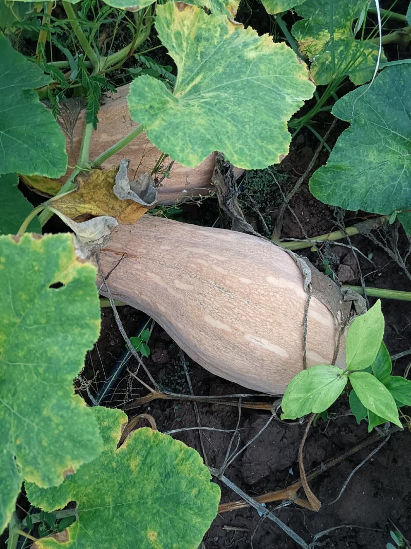 蜜本南瓜