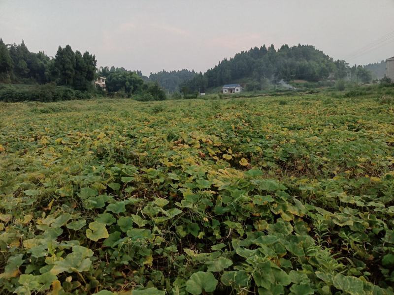 蜜本南瓜