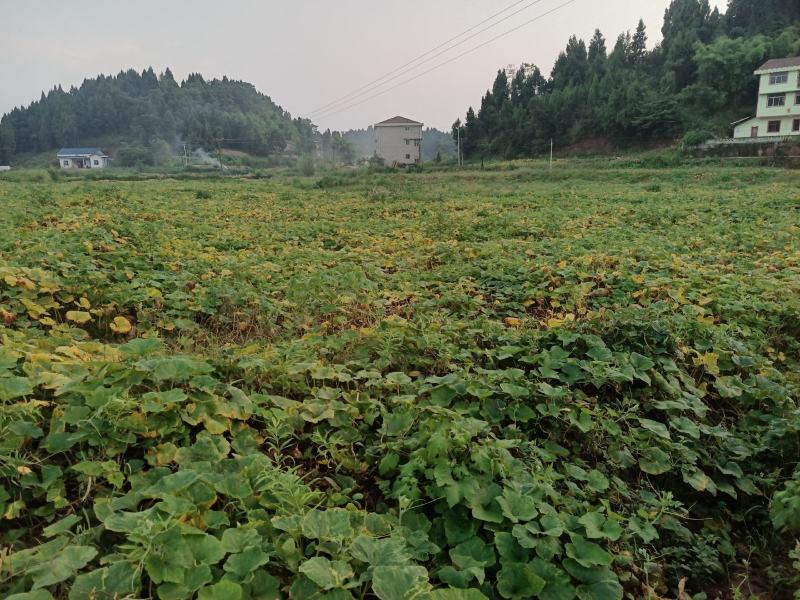 蜜本南瓜