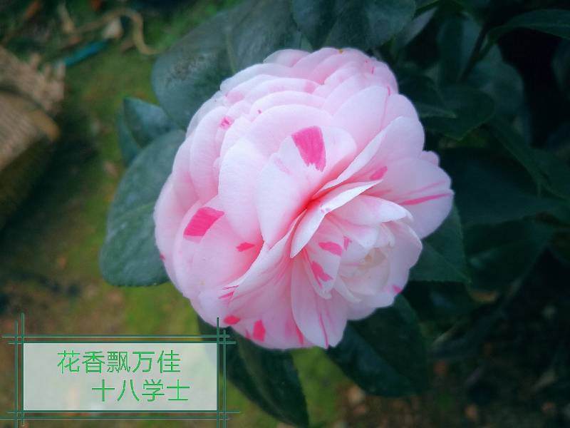 十八学士茶花盆栽茶花带花苞茶花白十八学士茶花