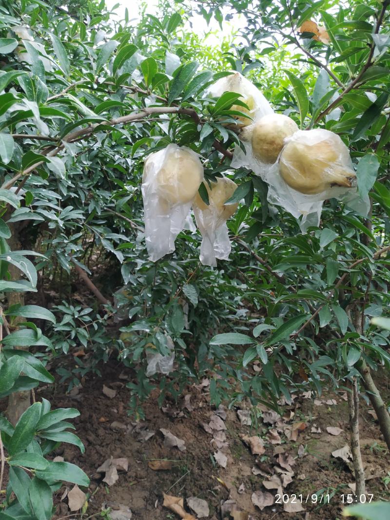 怀远石榴，石榴，白花玉石籽石榴。