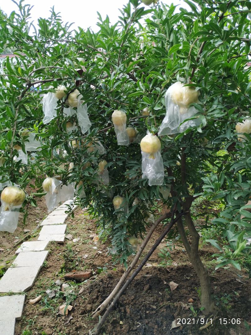 怀远石榴，石榴，白花玉石籽石榴。
