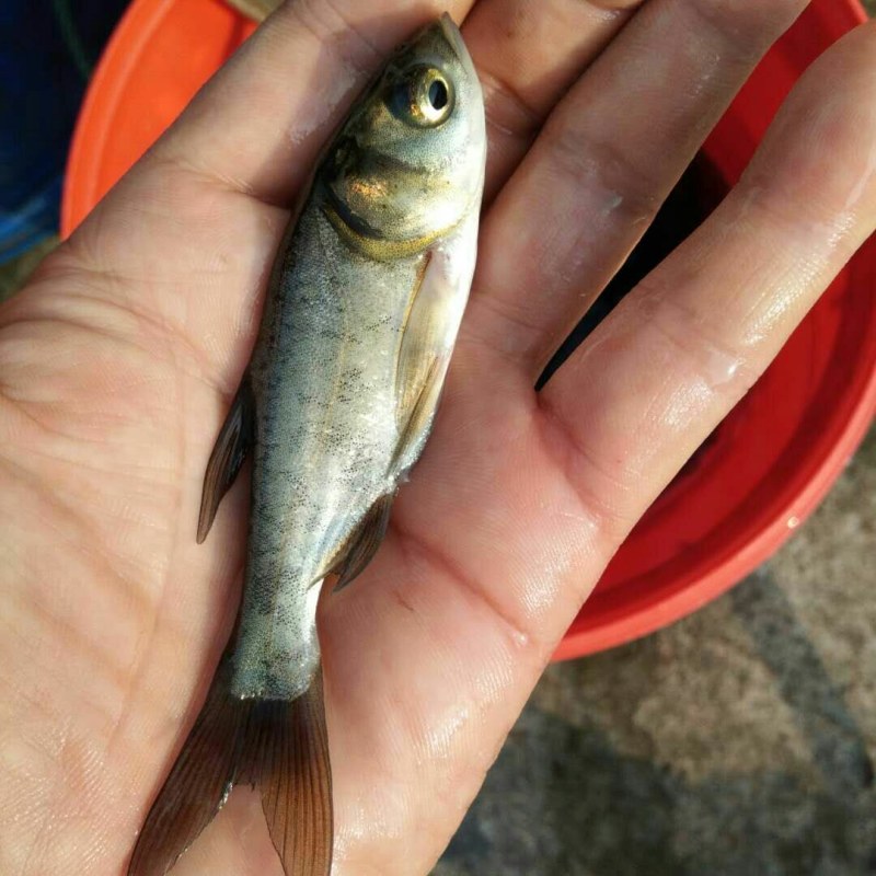 顺床水厂各种鱼苗齐全。成品齐全欢迎老板们合作量大从优欢迎