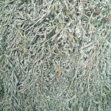 珍珠草，叶下珠野生日晒叶下珠珍珠草夜合草珠仔草阴阳草天然