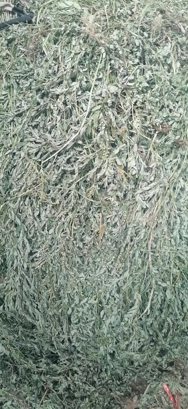 珍珠草，叶下珠野生日晒叶下珠珍珠草夜合草珠仔草阴阳草天然