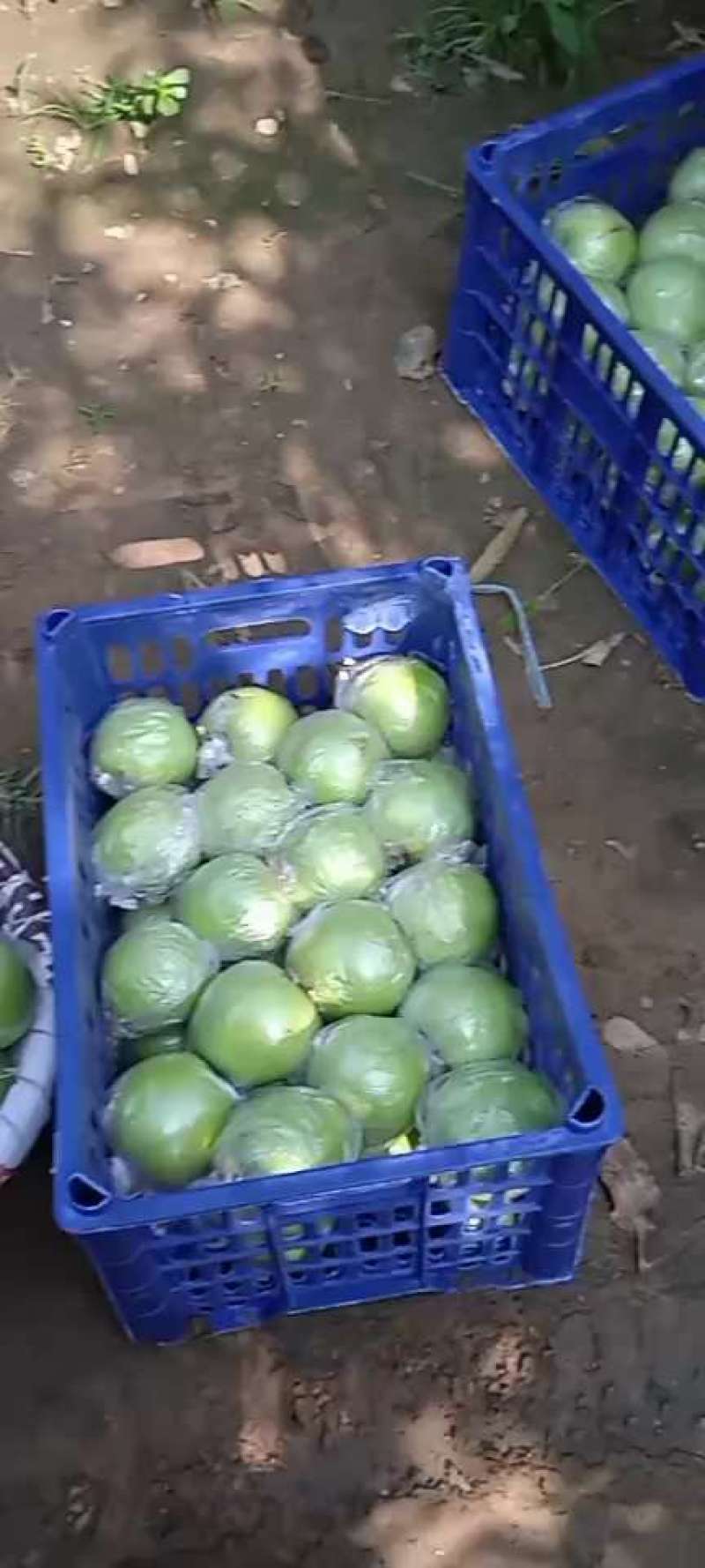 红星.中秋王王林早富士大量下树，货好价格低