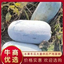 河南万亩精品水果冬瓜基地种植价格合理保证质量均匀