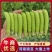 河南万亩豌豆基地种植价格优惠颜色好看颗粒饱满