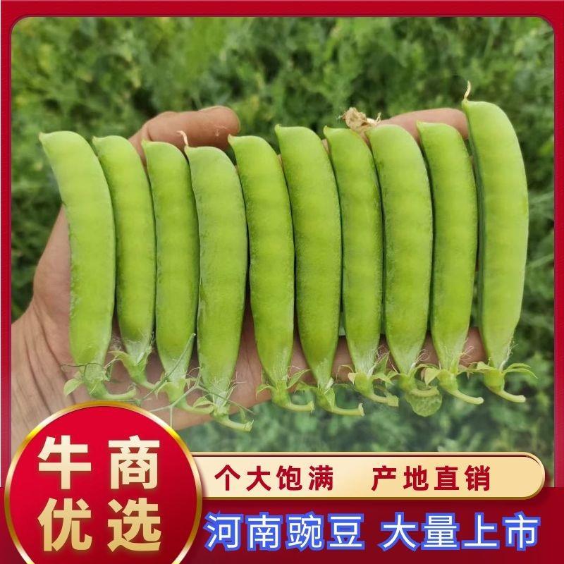 河南万亩豌豆基地种植价格优惠颜色好看颗粒饱满