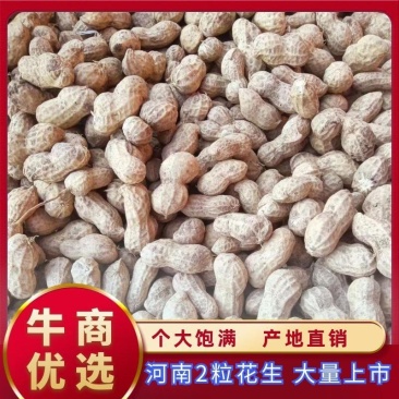 【品种齐全鲁花白鲨四粒】产地直供质量保证代发全国