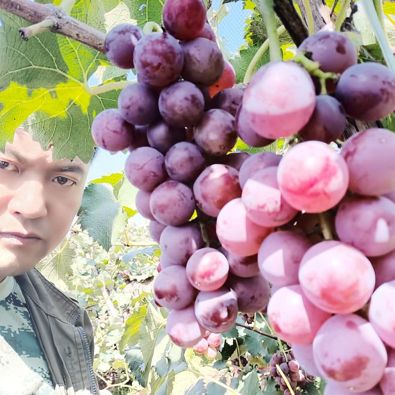 河北套袋冰糖巨峰葡萄