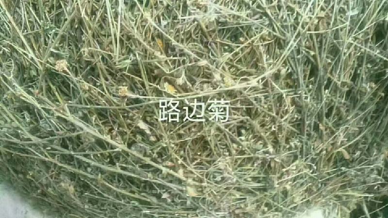 路边菊路边菊路边路边菊路边菊路边菊路边菊马兰草，马兰草