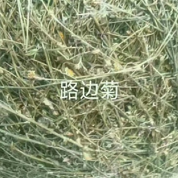 路边菊路边菊路边路边菊路边菊路边菊路边菊马兰草，马兰草