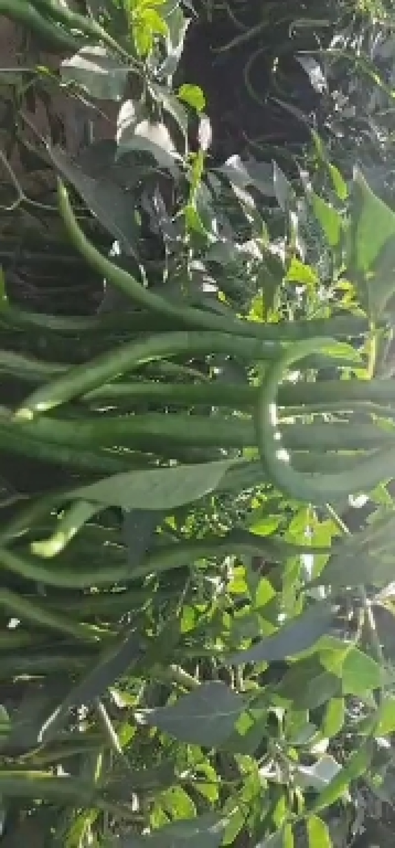辣椒