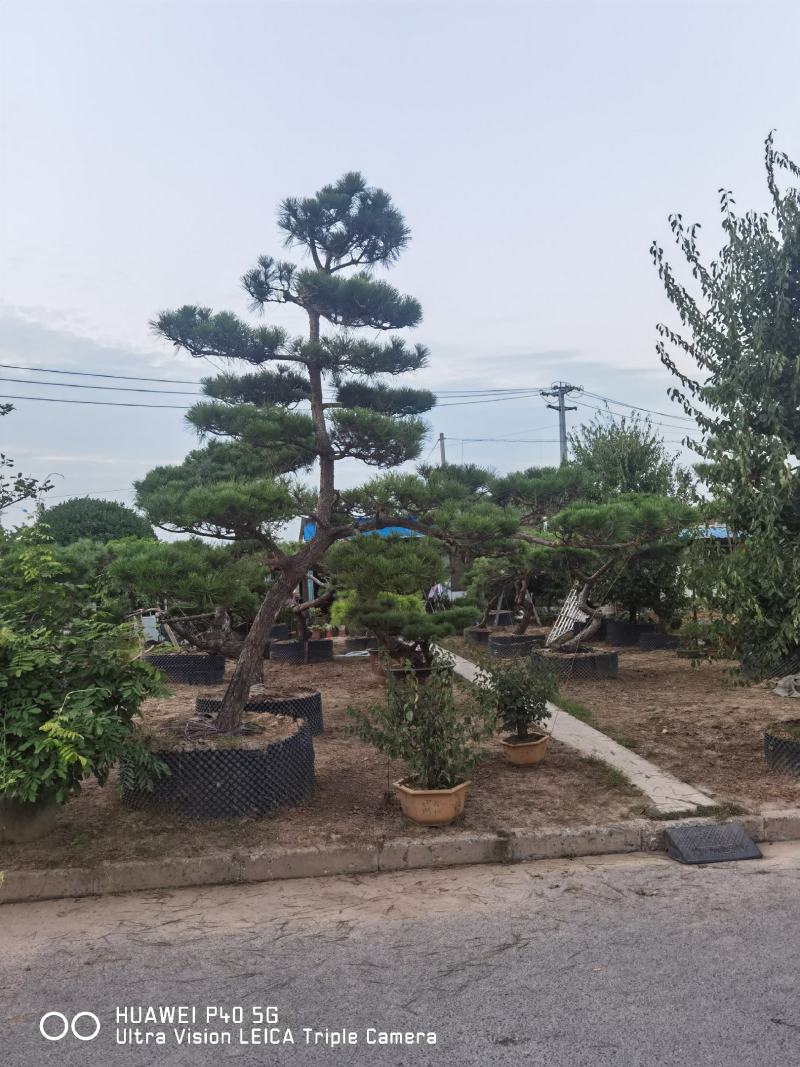 造型黑松地景松黑松老桩景观黑松江苏精品黑松庭院黑松