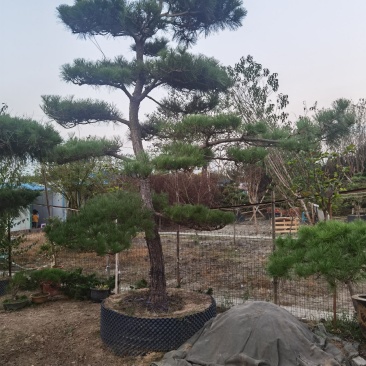 造型黑松地景松黑松老桩景观黑松江苏精品黑松庭院黑松