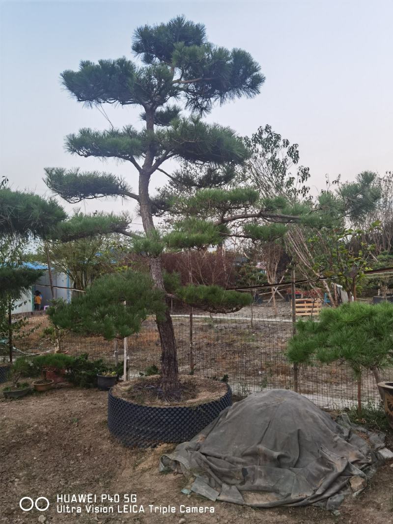 造型黑松地景松黑松老桩景观黑松江苏精品黑松庭院黑松