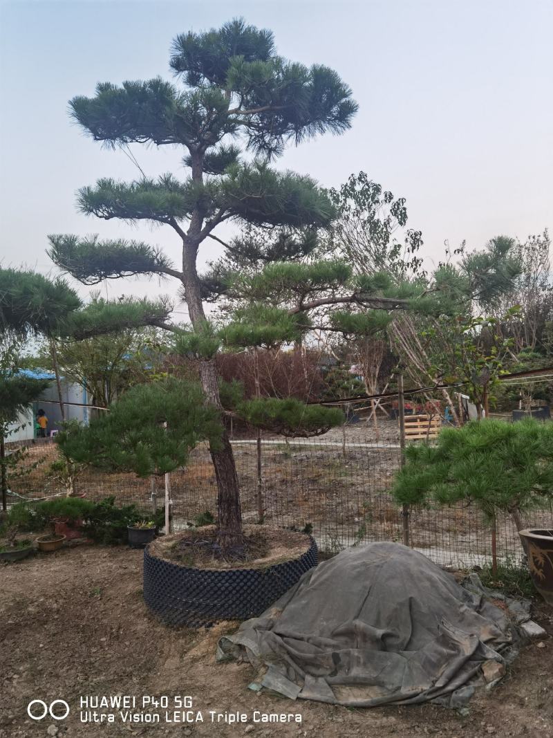 造型黑松地景松黑松老桩景观黑松江苏精品黑松庭院黑松