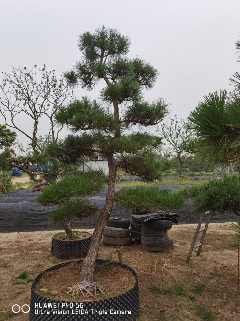 造型黑松地景松黑松老桩景观黑松江苏精品黑松庭院黑松