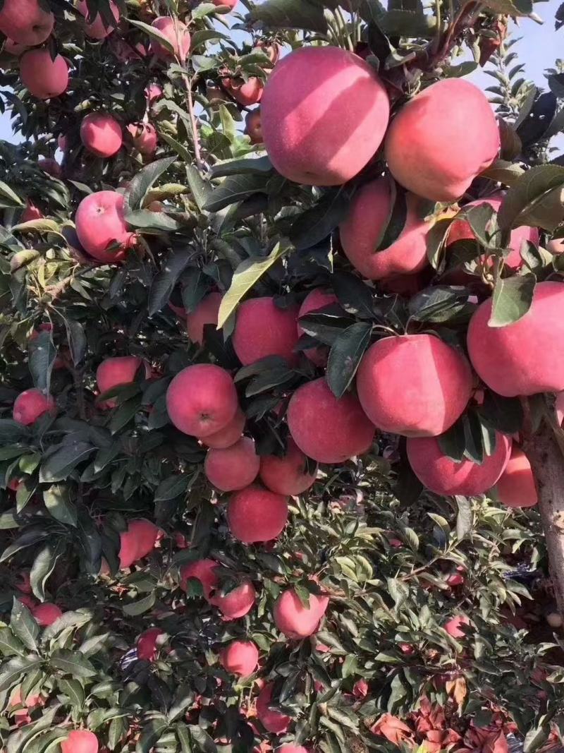 潍坊红星苹果。山东省潍坊市寒亭纸袋红星大量上市