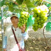 阳光玫瑰葡萄量大，现摘现发，口感甜，果面光滑颗粒均匀