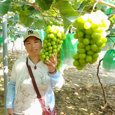 阳光玫瑰葡萄量大，现摘现发，口感甜，果面光滑颗粒均匀