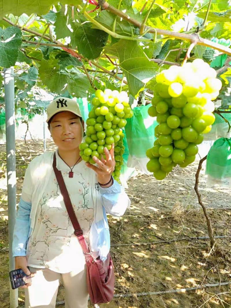 阳光玫瑰葡萄量大，现摘现发，口感甜，果面光滑颗粒均匀