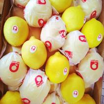 安岳黄柠檬，承接双个单个各类贴标出口柠檬一件代发