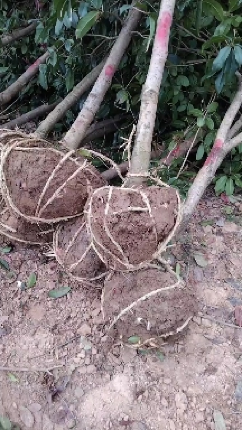 乌桕丛生乌桕树苗圃基地