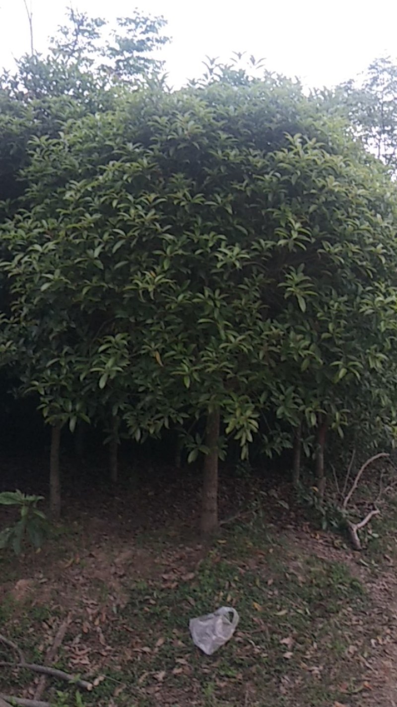 乌桕丛生乌桕树苗圃基地