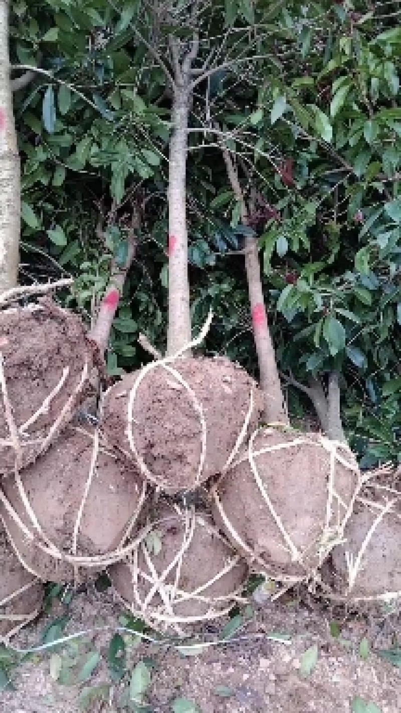 乌桕丛生乌桕树苗圃基地