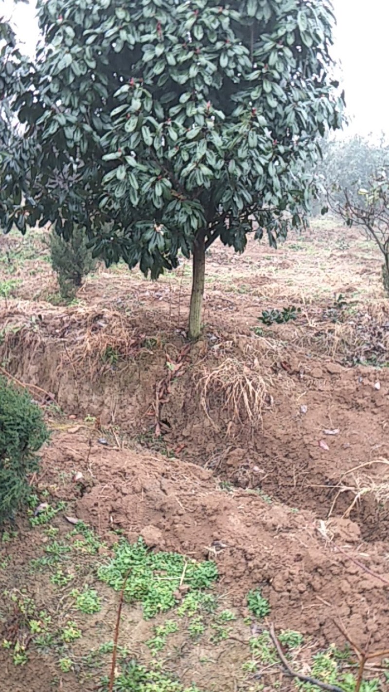 乌桕丛生乌桕树苗圃基地