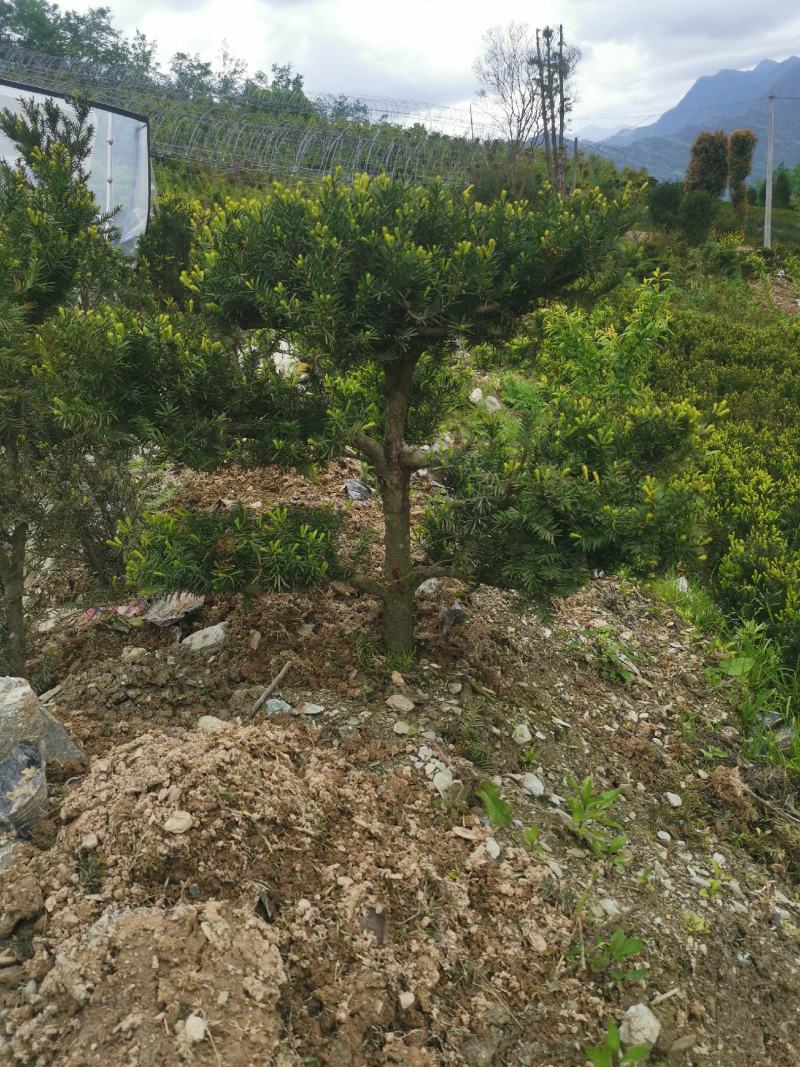 夏禹林苗木造型曼地亚红豆杉小盆景绿化苗木