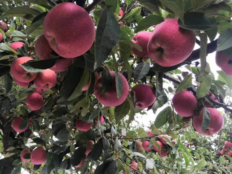 新红星苹果