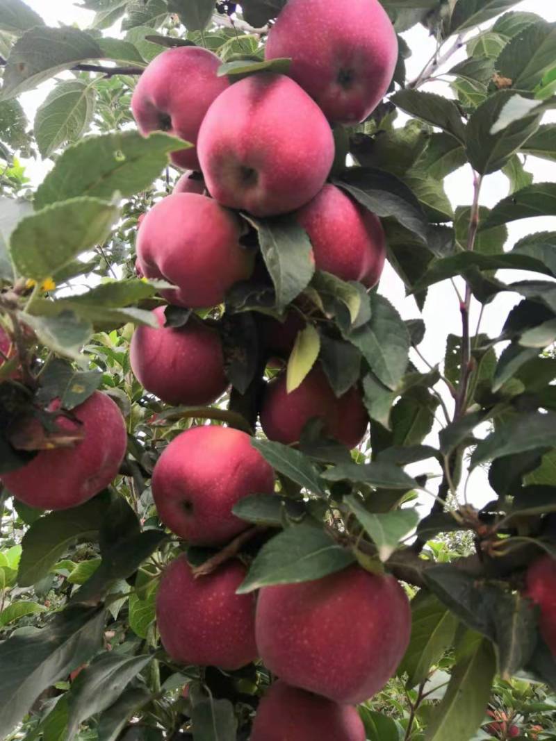 新红星苹果