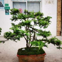 夏禹林苗木造型曼地亚红豆杉小盆景绿化苗木