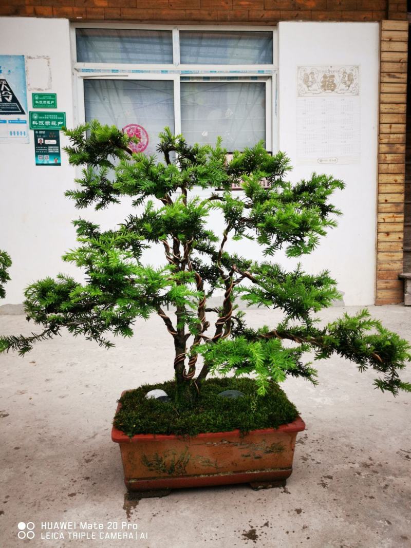 夏禹林苗木造型曼地亚红豆杉小盆景绿化苗木