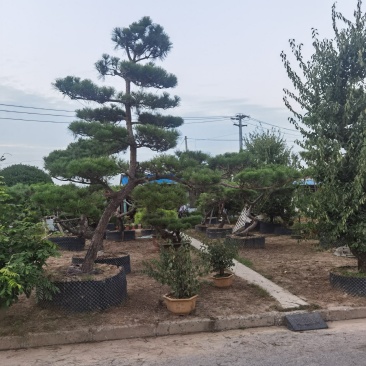 黑松江苏山东造型黑松地景松景观黑松盆景桩造型黑松树黑松桩
