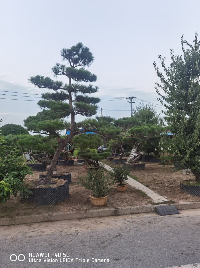 黑松江苏山东造型黑松地景松景观黑松盆景桩造型黑松树黑松桩